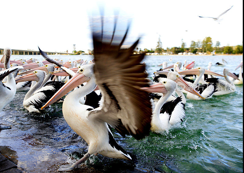 鹈鹕(Pelecanus conspicillatus)